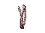 Dohse Eusteralis 39 cm