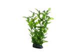 Dohse Hygrophila 20 cm