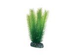 Dohse Mayaca 16 cm