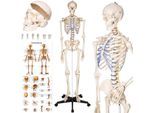 tectake® Skelett, lebensgroß und detailgetreu, farblich markierte Bereiche, inklusive Anatomieposter