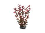 Dohse Ludwigia 25 cm