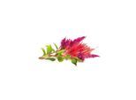 Click & Grow Click and Grow - Smart Garden Refill 3-pack Cockscomb
