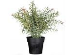 Kunstpflanze CREATIV GREEN "Rosmarin", grün, H:30cm, Kunststoff, Kunstpflanzen, Kunstpflanze
