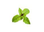 Click & Grow Click and Grow Smart Garden Refill 3-pack - Cinnamon Basil