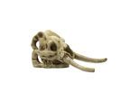 4FISH Skull 23.5x12.1x11.8 cm