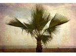 Papermoon Fototapete »PALMEN-NATUR LANDSCHAFT STRAND MEER PALME BÄUME BAUM«