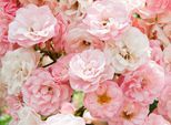Papermoon Fototapete »Pink Roses«