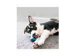 KONG Dog Toy Squeezz Action Ball Red Large (2-Pack)