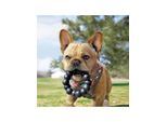 KONG Dog Toy Extreme Ring XL 13cm