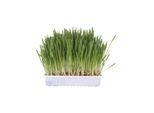 Trixie Katzengras mit Schale 100g