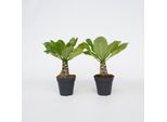 Plant in a Box - Hawaiian Palme - 2 Stk - Brighamia 'Insignis' - Höhe 25-35cm - Topf 12cm