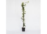 Plant in a Box - Jasmin - Trachelospermum jasminoides - Höhe 110-120cm - Topf 17cm