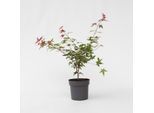 Plant in a Box - Japanischer Ahorn - Acer palmatum 'Beni Maiko' - Höhe 60-70cm - Topf 19cm