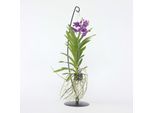 Plant in a Box - Vanda-Orchidee - Vanda 'Blue' - Höhe 45-55cm