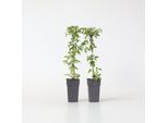 Plant in a Box - Klematis - 2 Stk - Clematis montana 'Grandiflora' - Höhe 60-70cm - Topf 15cm