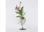 Plant in a Box - Vanda-Orchidee - Vanda 'Pink' - Höhe 45-55cm