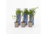 Plant in a Box - Blaubeere - 3 Stk - Vaccinium corymbosum 'Sunshine Blue' - Höhe 25-40cm - Topf 9cm