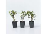 Plant in a Box - Jasmin - 3 Stk - Jasminum 'Summer Scent' - Höhe 25-40cm - Topf 9cm