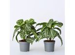 Plant in a Box - Zebrapflanze - 2 Stk - Aphelandra squarrosa 'Botanica' - Höhe 25-45cm - Topf 13cm