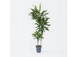 Plant in a Box - Drachenbaum - Dracaena fragrans 'Cintho' - Höhe 140-150cm - Topf 24cm