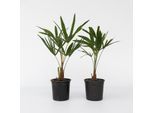 Plant in a Box - Windmühlenpalme - 2 Stk - Trachycarpus Fortunei - Höhe 35-45cm - Topf 15cm