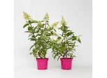 Plant in a Box - Hortensie - 2 Stk - Hydrangea paniculata 'Pinky Winky' - Höhe 25-40cm - Topf 19cm
