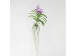 Plant in a Box - Vanda-Orchidee - Vanda 'Lila' - Höhe 55-65cm