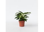 Plant in a Box - Baumfreund - Philodendron 'White Wave' - Höhe 25-40cm - Topf 12cm