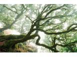 Komar Vliestapete »Digitaldruck Vlies - The Forgotten Forest - Grösse 400 x 250 cm«, bedruckt, Wohnzimmer, Schlafzimmer