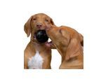 KONG Dog Toy Ball Extreme Small 6cm