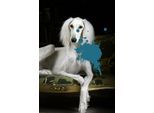 queence Acrylglasbild »Hund mit Farbklecks«, Kunst-Gemälde-Hund-Hundebilder-Historische Persönlichkeiten-Formen-Haustiere, Fine Art-Print in Galeriequalität