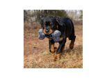 KONG Dog Toy Maxx Bone Medium/Large 33cm