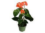 Plant in a Box - Flamingoblume - Anthurium 'Madural Orange' - Höhe 40-55cm - ø14cm