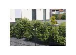 Home Deluxe Doppelstabmattenzaun anthrazit 800 mm x 10 m