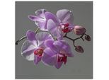 Artland Glasbild »Orchideentraum«, Blumen, (1 St.), in verschiedenen Grössen