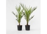 Plant in a Box - Kanarische Dattelpalme - 4 Stk - Phoenix canariensis - Höhe 50-60cm - Topf 15cm