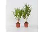 Plant in a Box - Mexikanische Fächerpalme - 2 Stk - Washingtonia robusta - Höhe 50-60cm - Topf 15cm