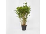 Plant in a Box - Bambus - Fargesia nitida 'Gansu' - Höhe 50-70cm - Topf 17cm