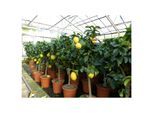 Grünwaren: echter Zitronenbaum 70 - 100 cm Zitrone Citrus Limon Zitruspflanze