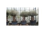 uriger, alter Olivenbaum, knorrige Olive 100 Jahre, winterhart