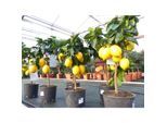 beste Sorte: Meyer Meyerii Zitrone echter Zitronenbaum 70 - 80 cm Citrus Limon Zitruspflanze