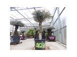 exakt dieser Baum Nr. 9 238, 210 cm, Olivenbaum, knorrige alte urige Olive winterhart