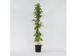 Plant in a Box - Passionsblume - Passiflora x violacea 'Victoria' - Höhe 110-120cm - Topf 17cm