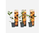 Plant in a Box - Orangenbaum - 3er-Set - Citrus mitis Calamondin - Höhe 25-40cm - Topf 9cm