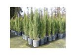 2x Mittelmeerzypresse 130 - 160 cm Säulen Toskana Zypressen Zypresse Cupressus Semper