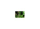 floraworld Pflanzstab Metall, Durchmesser 11mm 120cm grün (11004)