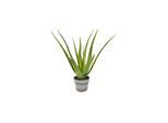Botanic-Haus Kunstblume »Aloe im Topf 50 cm«
