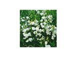 Lathyrus latifolius, Staudenwicke, weiß, ca. 9x9 cm Topf