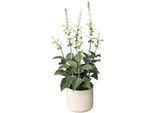 Kunstpflanze CREATIV GREEN "Salvie im Zementtopf", weiß, B:13,5cm H:45cm L:13,5cm, Obermaterial: 100% Polyethylen, Kunstpflanzen, Kunstpflanze