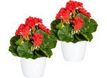 Kunstpflanze HOME AFFAIRE "Havel", rot, B:12cm H:24cm, Obermaterial: 70% Polyester, 30% Kunststoff, Kunstpflanzen, Kunstpflanze, im Topf, 2er Set